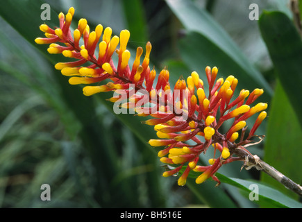 Close-up of a bromeliad flower (Aechmea winkleri) growing in a hothouse in Kew Gardens. Stock Photo
