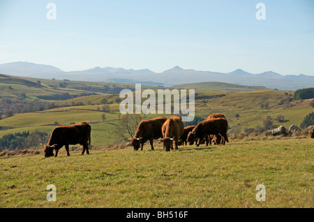 Herd of grazing cows in auvergne. France. Stock Photo