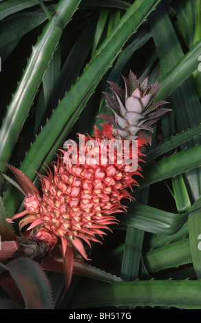 Close-up of a pineapple fruit (Ananas comosus) growing in a hothouse in Kew Gardens. Stock Photo