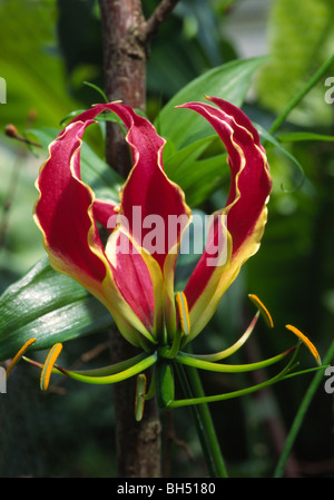 Close-up of a glory lily (Gloriosa superba 'Rothschildiana') growing in a hothouse in Kew Gardens. Stock Photo