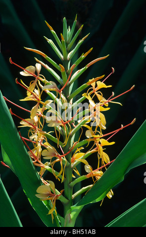 Close-up of a Ginger lily or Kahili ginger flower (Hedychium gardnerianum) growing in the Botanical Gardens, Funchal. Stock Photo