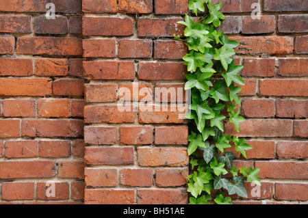 Common ivy (Hedera helix) in front of a brick wall. Design: Martina Breyer Stock Photo