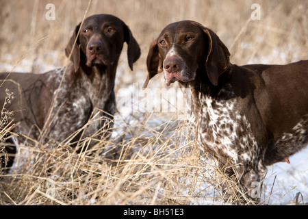 German Short Haired Pointer during pheasant shoot. Little Dalby Estate. Leicestershire. United Kingdom. Stock Photo
