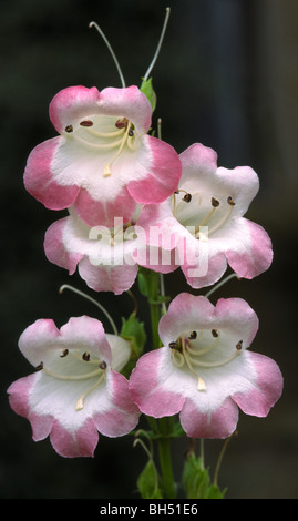 Close-up of the flowers of Penstemon (Penstemon 'Osprey') growing in a flower bed at Wakehurst Place. Stock Photo