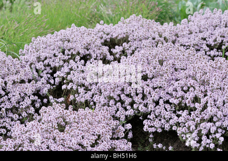 Thyme (Thymus doerfleri 'Bressingham Seedling') Stock Photo