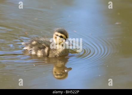 Mallard (Anas platyrhynchos) duckling swimming. Stock Photo