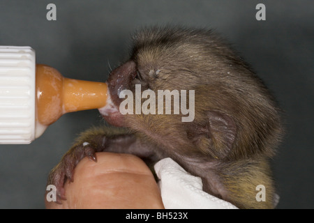 Baby pygmy marmoset (Cebuella pygmaea) being bottle fed. Stock Photo