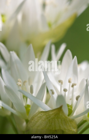 Ramsons or wild garlic (Allium ursinum) close-up. Stock Photo