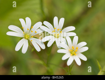 Greater stitchwort (Stellaria Holostea) Stock Photo