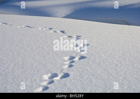 Animal tracks in deep snow. Stock Photo