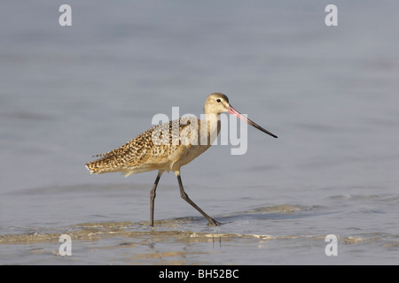 Marbled godwit (Limosa fedoa) looking for food at Fort de Soto, Florida, USA Stock Photo