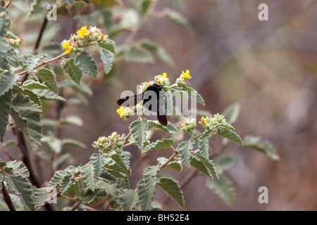 Galapagos carpenter bee (Xylocopa darwini) feeding on Waltheria (Waltheria ovata) at Urbina Bay, Isabela Island. Stock Photo