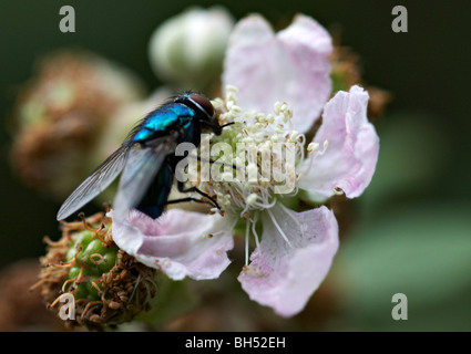 Bluebottle fly (Calliphora erythrocephala) on bramble flower (Rubus fruticosus agg). Stock Photo