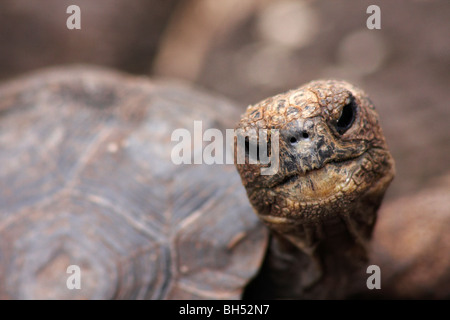 Young tortoise (Geochelone spp) at the Charles Darwin Research Centre, Puerto Ayora, Santa Cruz Island. Stock Photo
