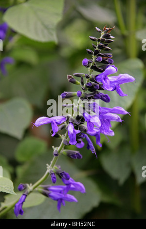 Blue Anise Sage aka Brazilian Sage, Hummingbird Sage, Anise Scented Sage or Giant Blue Sage, Salvia guaranitica 'Black and Blue'. South America. Stock Photo