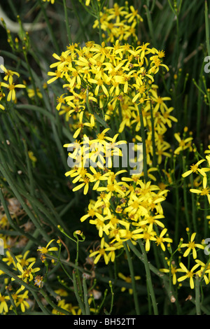 Senecio junceus, Asteraceae (Compositae), South Africa Stock Photo