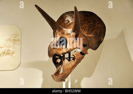 Triceratops dinosaur head at Panhandle-Plains Historical Museum, Amarillo, Texas Stock Photo