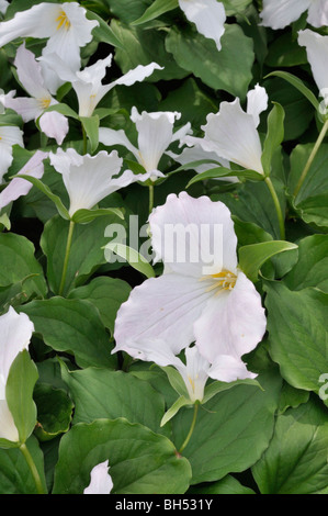 Western white trillium (Trillium ovatum) Stock Photo