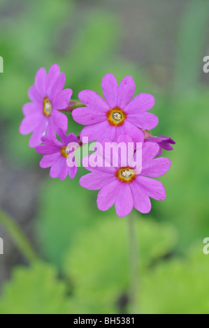 Primrose (Primula polyneura) Stock Photo