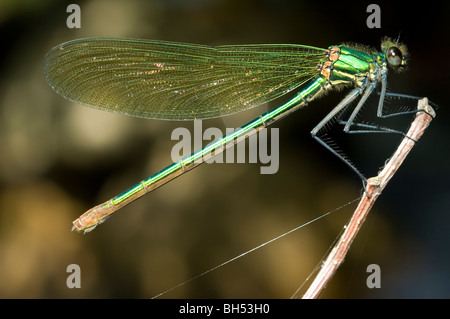 The Beautiful Demoiselle (Calopteryx virgo) Stock Photo