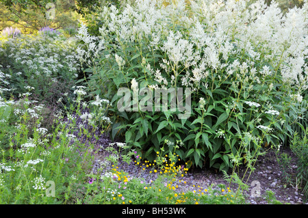 Alpine knotweed (Aconogonon alpinum syn. Polygonum alpinum) Stock Photo