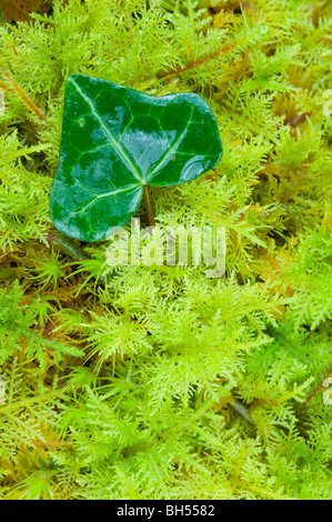 Common Ivy, leaf growing from among fronds of Mountain Fern Moss (Hylocomium splendens), on the woodland floor, Isle of Skye. Stock Photo
