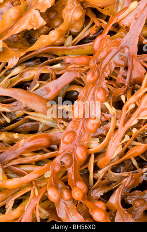 Strands of dead seaweed washed up on the shoreline. Prominent in the centre is Bladder Wrack (Fucus vesiculosus). Isle of Skye. Stock Photo