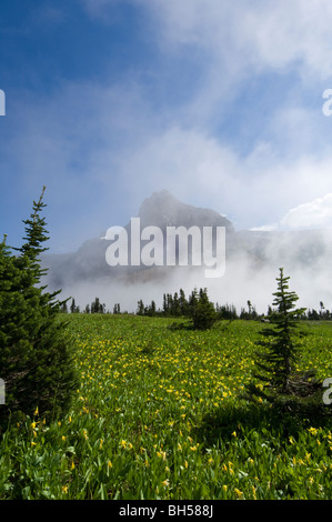 clearing morning fog reveals glacier lillies and mountain scene from Hidden Lake trail above Logan Pass Stock Photo