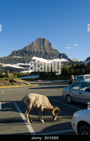 Mountain sheep licks coolant from pavement in the parking lot at Logan Pass