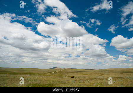 single red cow in vast open landscape Stock Photo