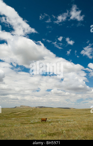 single red cow in vast open landscape Stock Photo