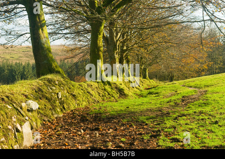 Path alongside an ancient stone wall and avenue of trees in autumn, Dartmoor, Devon UK Stock Photo