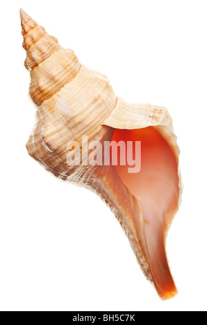 seashell isolated on pure white background Stock Photo