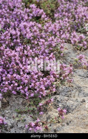 Creeping thyme (Thymus praecox subsp. britannicus syn. Thymus arcticus) Stock Photo
