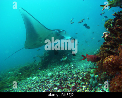 Manta ray (Manta birostris) at Manta Ray Alley, Komodo Marine Park, Indonesia Stock Photo