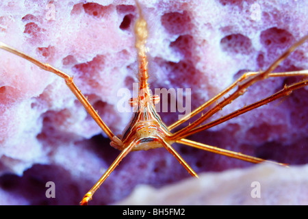 Yellowline arrowhead crab emerging from brightly colored purple sea sponge Stock Photo