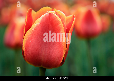 A close up of an orange and yellow variegated tulip on show in Ottawa, Ontario, Canada. Stock Photo