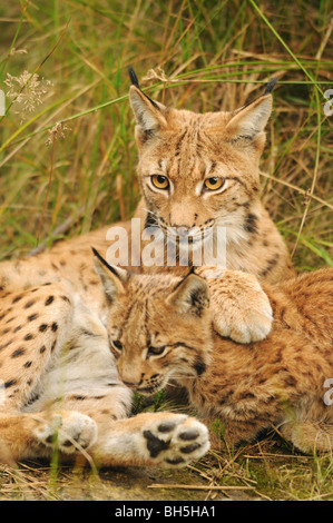 Eurasian lynx and cub on meadow / Lynx lynx Stock Photo