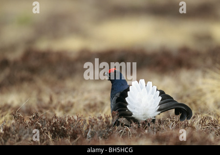 Black Grouse (male) - on courtship / Lyrurus tetrix Stock Photo