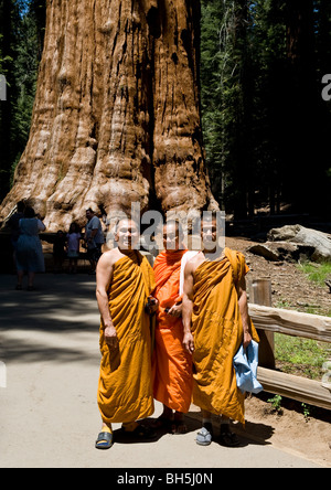 Three Buddhist Monks and tourists enjoying tour of General Sherman Tree, world's largest living tree, in Sequoia National Park. Stock Photo