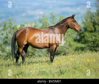 Salernitano horse standing meadow Stock Photo - Alamy