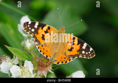 Painted Lady Vanessa cardui Photographed in UK Stock Photo