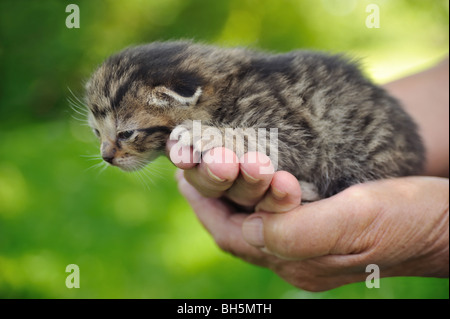 Hands of senior holding little kitten Stock Photo