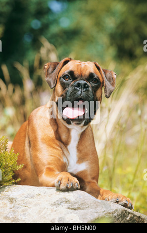 Boxer dog - lying on a rock Stock Photo