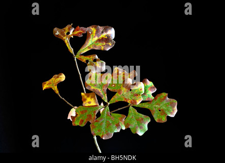 Blackjack Oak Quercus marilandica leaf Stock Photo - Alamy