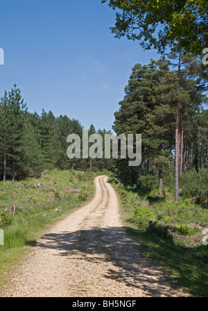 Gravel Road through the New Forest National Park, Hampshire, England Stock Photo