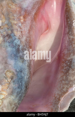 Queen or Pink Conch (Strombus gigas), Florida Stock Photo