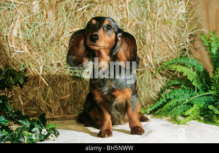 Long-haired miniature Dachshund - puppy sitting Stock Photo