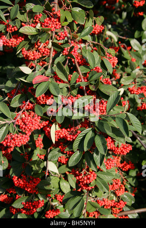 Milkflower Cotoneaster, Parney Cotoneaster or Parney's Red Clusterberry, Cotoneaster lacteus, Rosaceae, China Stock Photo