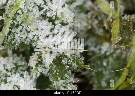 An early morning winter frost takes hold on stems of grass. Close up macro shot of frosty ice crystals.
